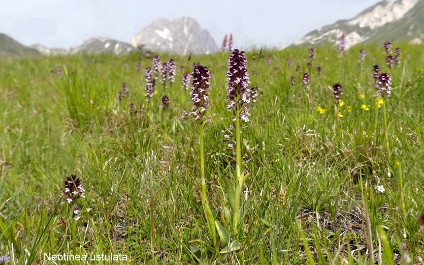 Campo Imperatore, laltopiano e le orchidee  19 giugno 2021.